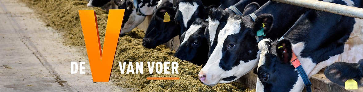 De oranje V van voer